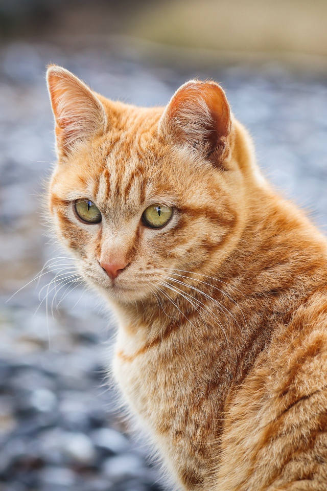 Полосатый рыжий кот смотрит вдаль 