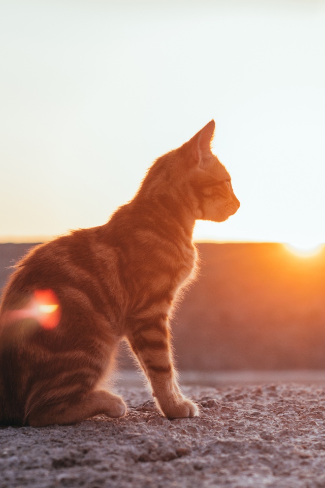 Полосатый серый кот в лучах солнца
