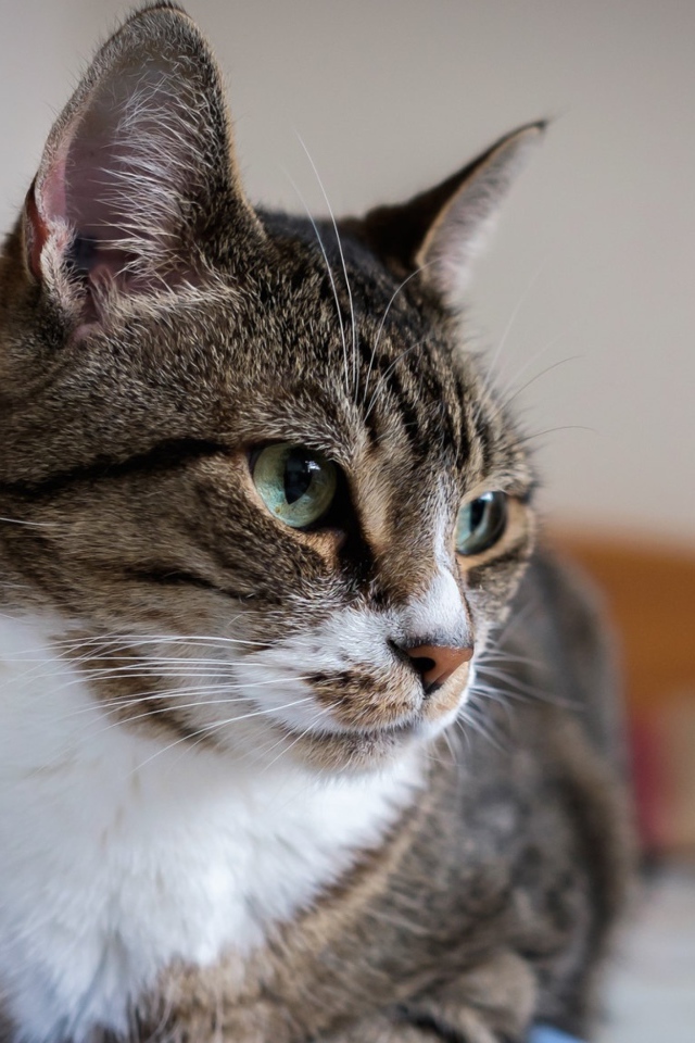 Полосатый серый кот с зелеными глазами на кровати