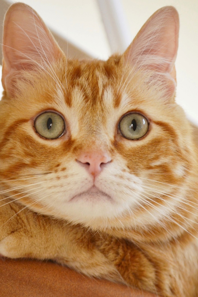 Полосатый рыжий кот смотрит на хозяина