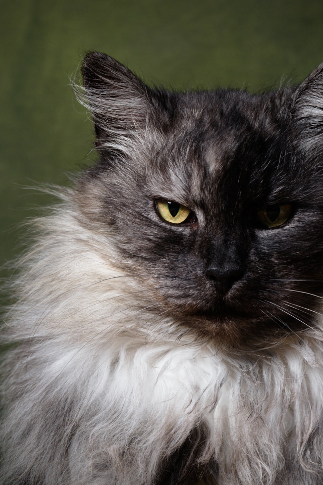Грозный пушистый кот с желтыми глазами