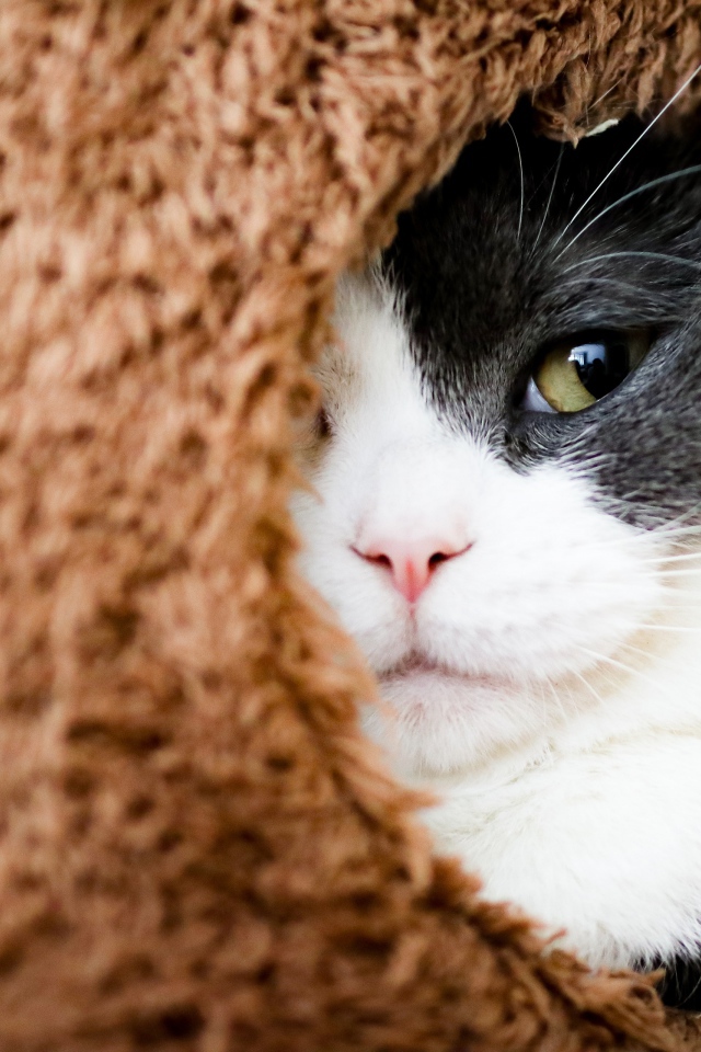 Кот засыпает в домике 