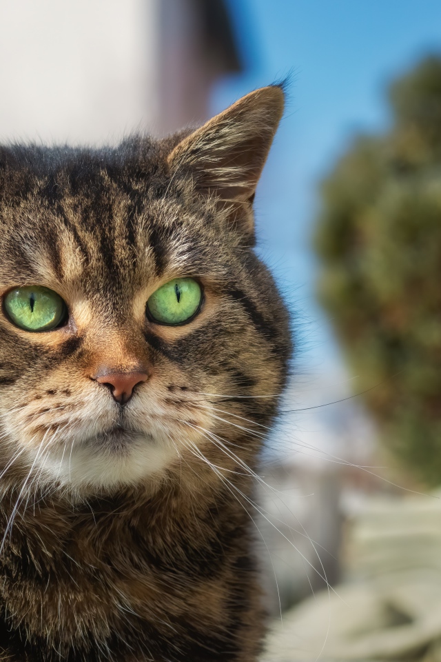 Морда большого серого кота с зелеными глазами