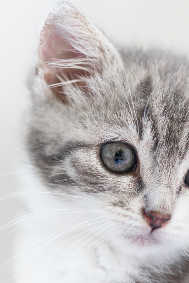 Морда маленького серого котенка 