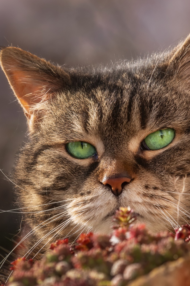 Морда серьезного зеленоглазого серого кота 