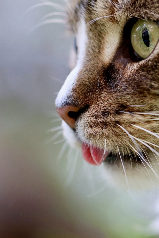 The muzzle of a cat with a protruding tongue