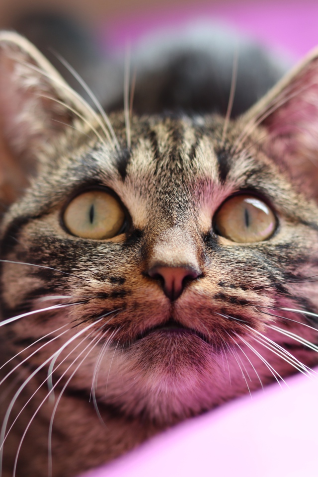 Полосатый серый кот лежит на розовом покрывале