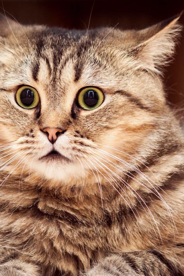 Удивленный серый кот лежит на диване