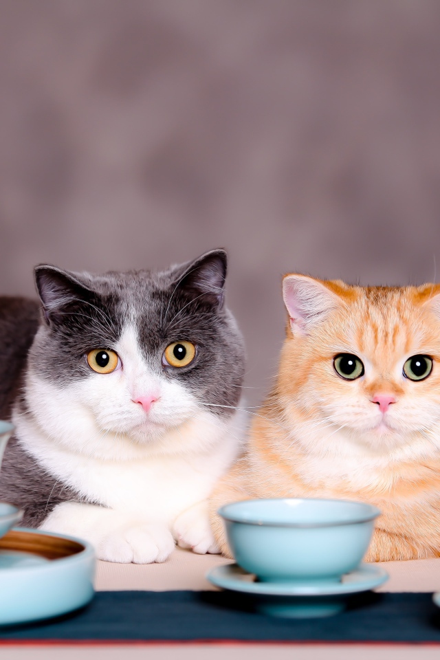 Two cats with cups on a gray background