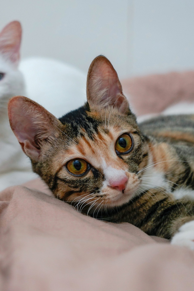 Две милые кошки лежат на кровати 