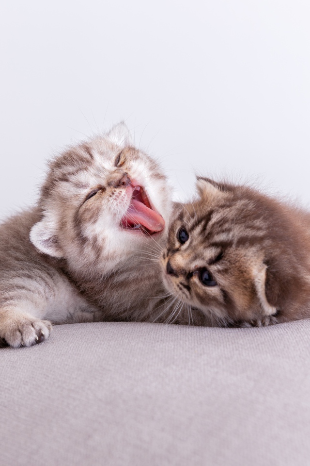 Два милых маленьких котенка на подушке