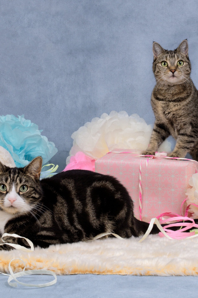 Два серых кота с подарками и цветами на сером фоне