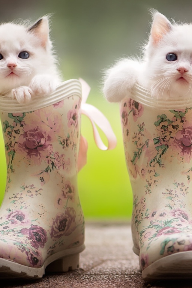 Два маленьких милых котенка сидят в резиновых сапогах
