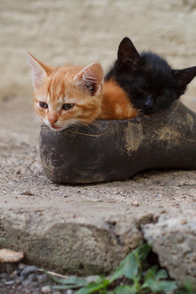 Два маленьких котенка спят в старой калоше