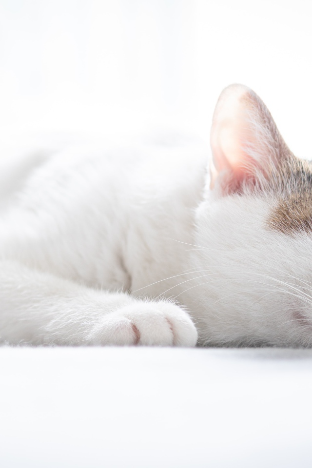 Белый домашний кот спит на кровати 