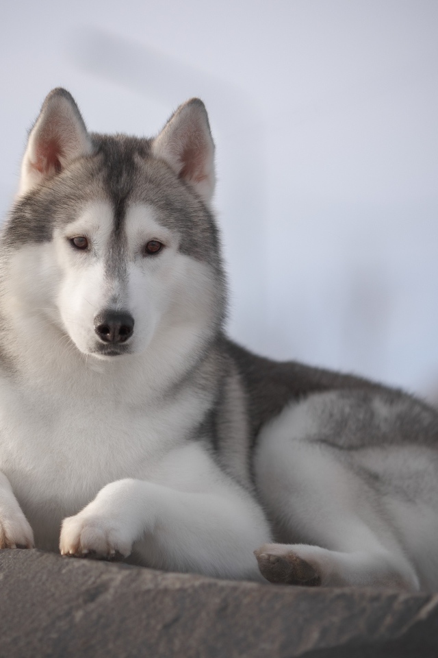 Красивый пес породы хаски лежит на камне