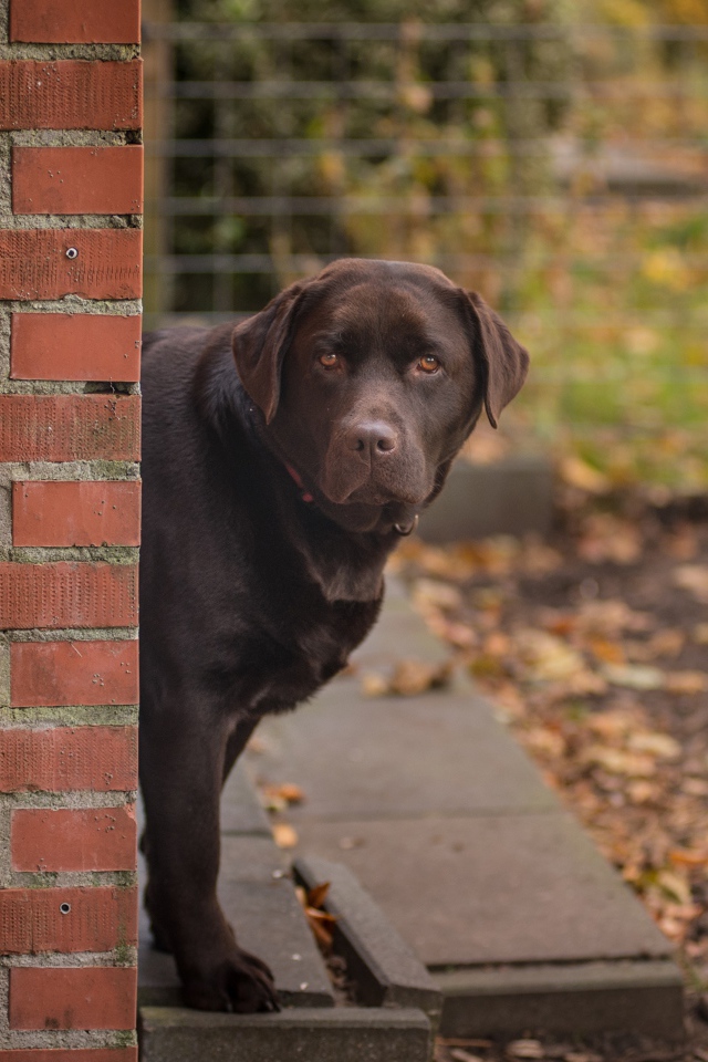 Коричневый лабрадор стоит у  кирпичной стены