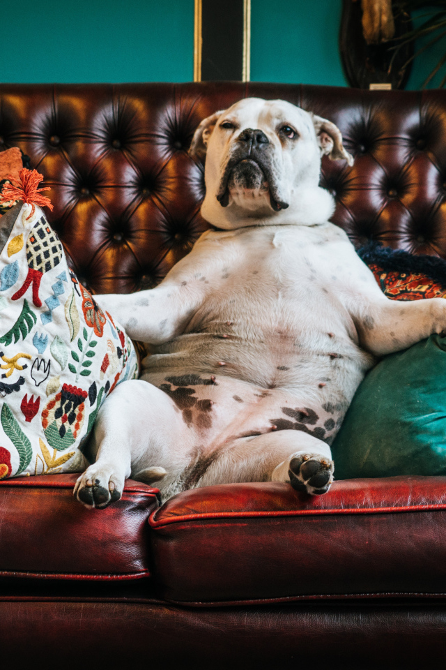Большой белый бульдог лежит на кожаном диване с подушками