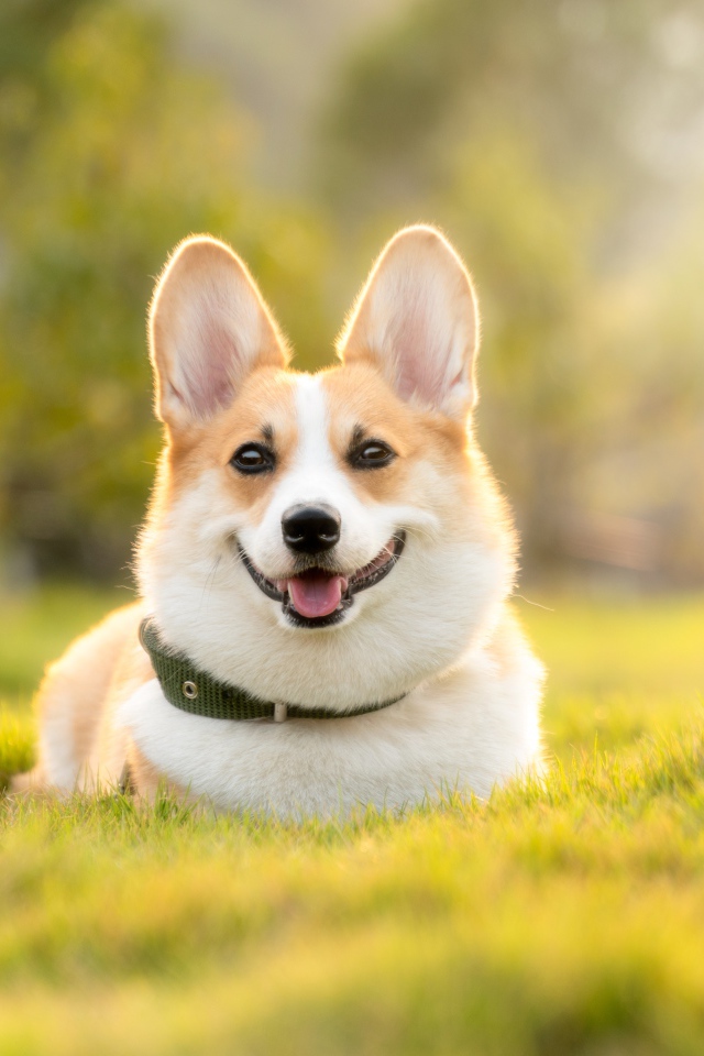 Довольный пес породы вельш корги лежит на зеленой траве 