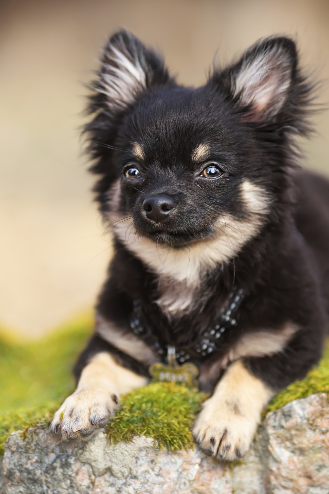 Маленький пес породы чихуахуа лежит на покрытом мхом камне