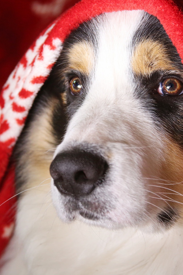 Австралийская овчарка лежит под красным покрывалом с белыми сердечками