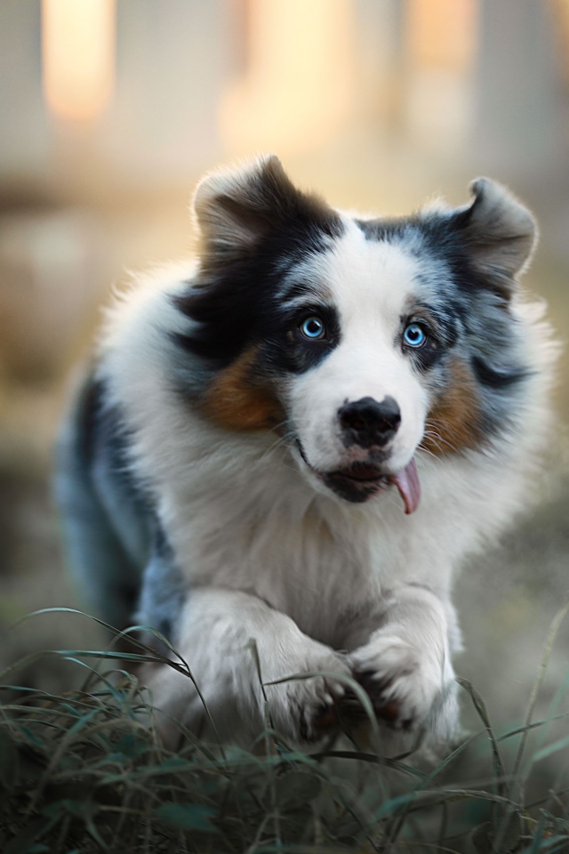 Австралийская овчарка с высунутым языком бежит по траве