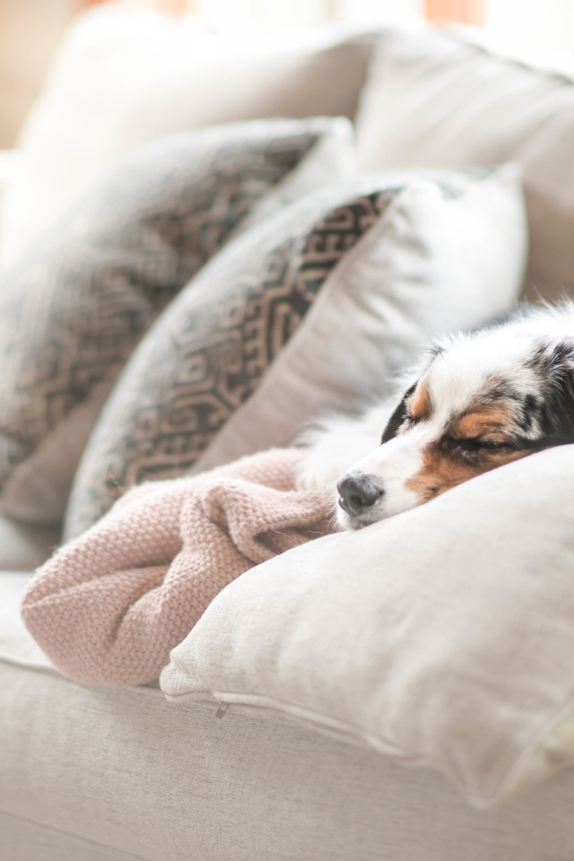 Австралийская овчарка спит под одеялом на диване