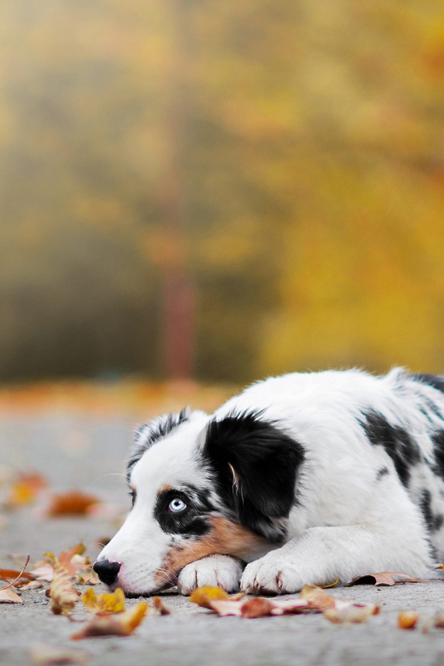 Австралийская овчарка с голубыми глазами лежит на земле с опавшей листвой 