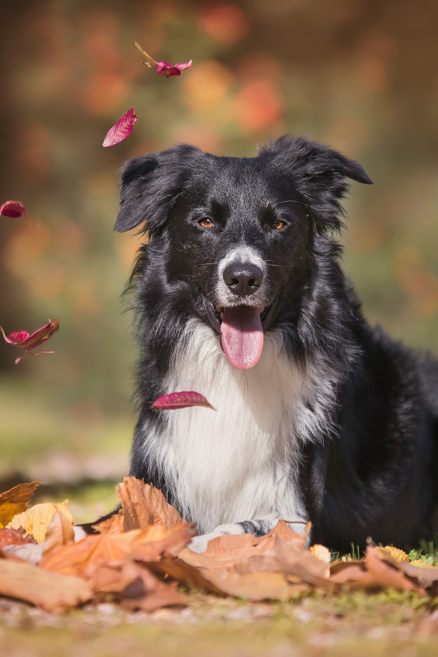 Австралийская овчарка с высунутым языком лежит на опавшей листве 