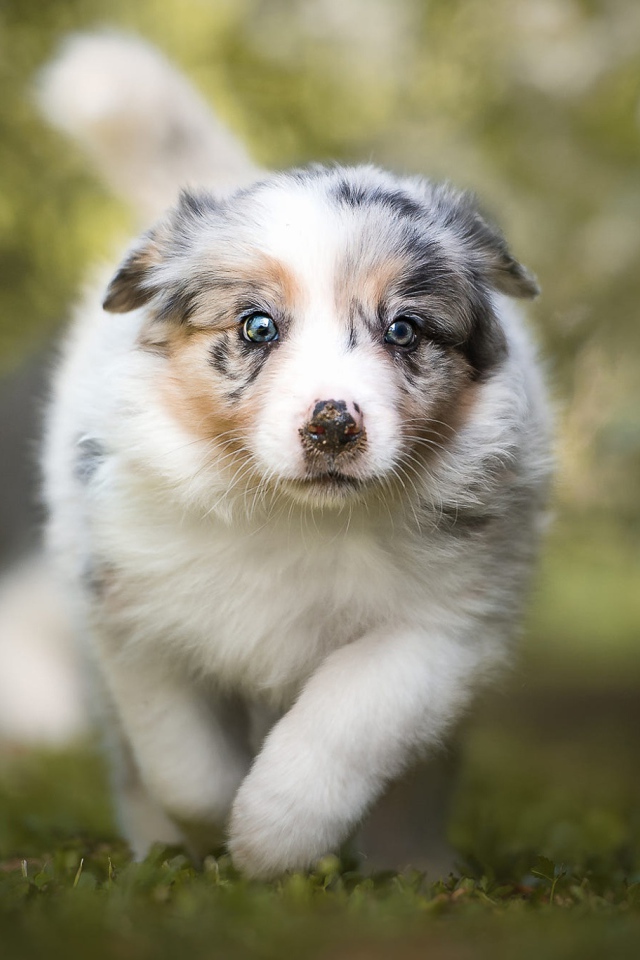 Щенок австралийской овчарки бежит по траве
