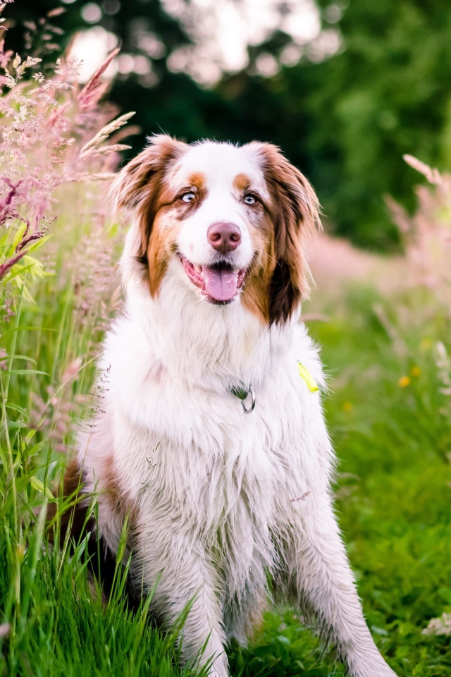 Австралийская овчарка с высунутым языком сидит в зеленой траве с колосками