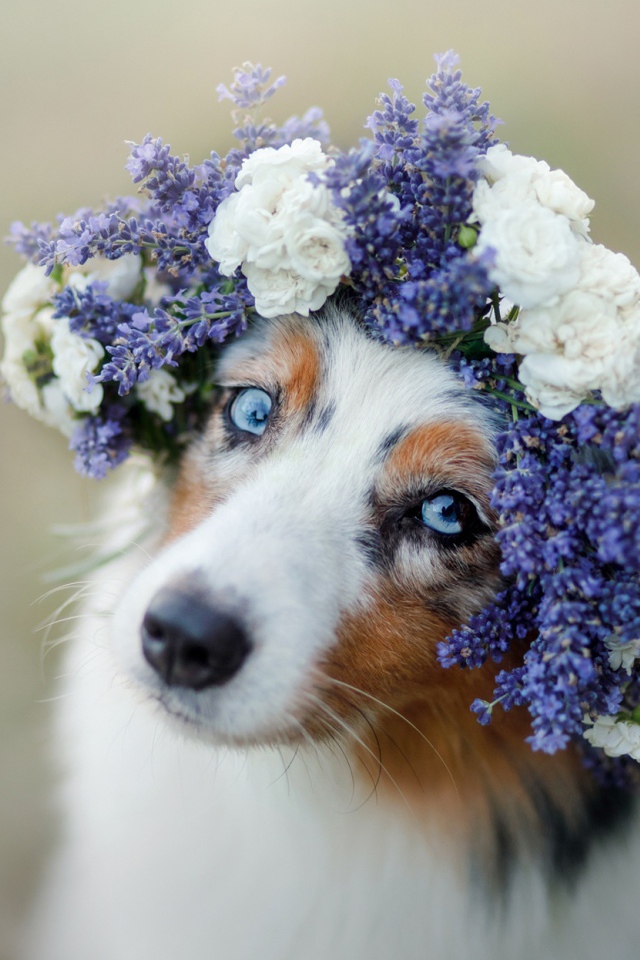 Красивая голубоглазая австралийская овчарка с венком на голове 