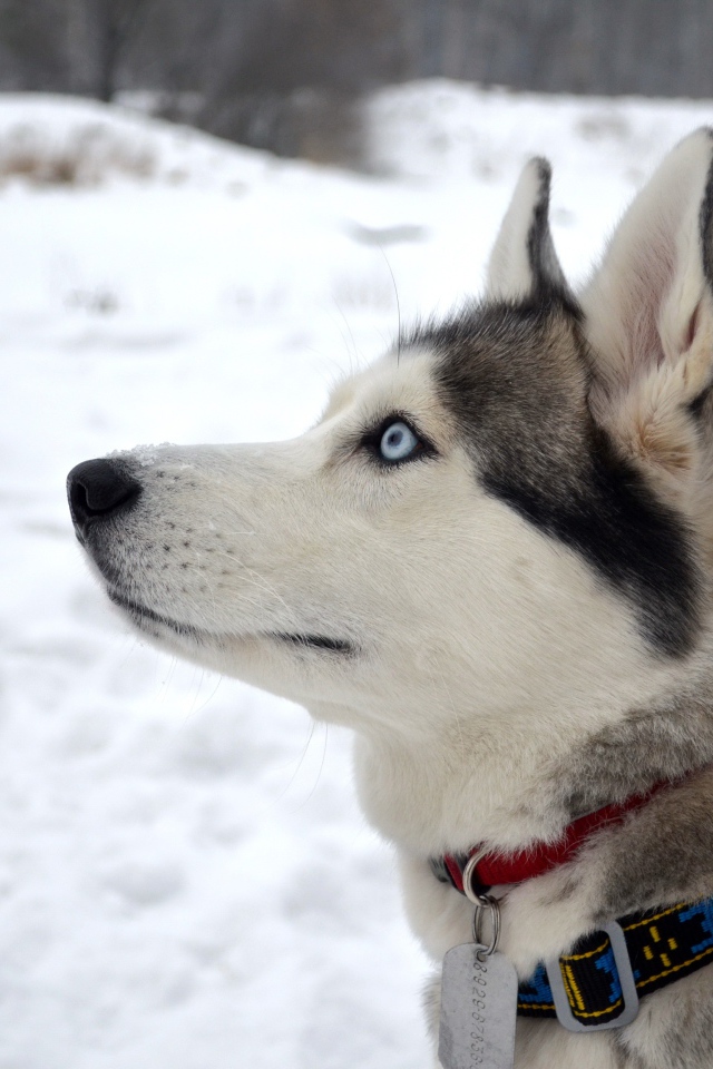 Красивый голубоглазый кот породы хаски с ошейником
