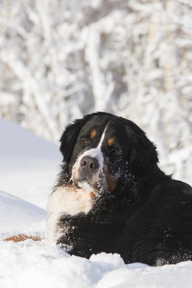 Бернский зенненхунд лежит на холодном снегу 