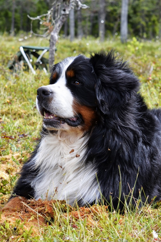 Бернский зенненхунд отдыхает на зеленой траве 