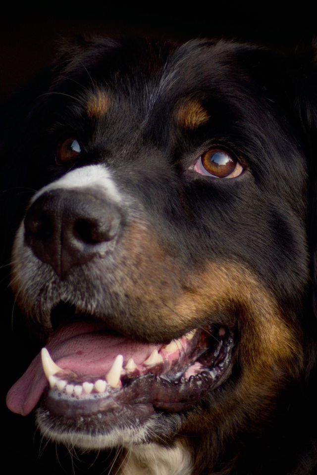 Бернский зенненхунд с высунутым языком на черном фоне 