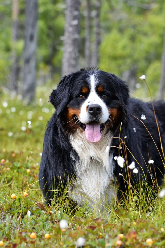 Бернский зенненхунд с высунутым языком на зеленой траве