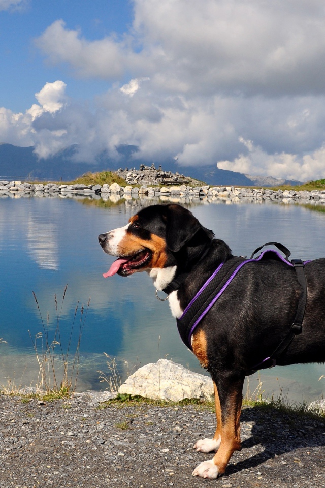 Бернский зенненхунд  с высунутым языком у воды 