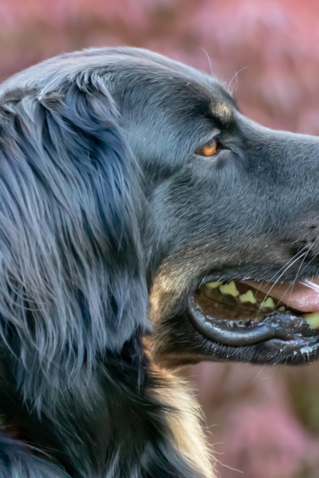 Большая черная собака с высунутым языком