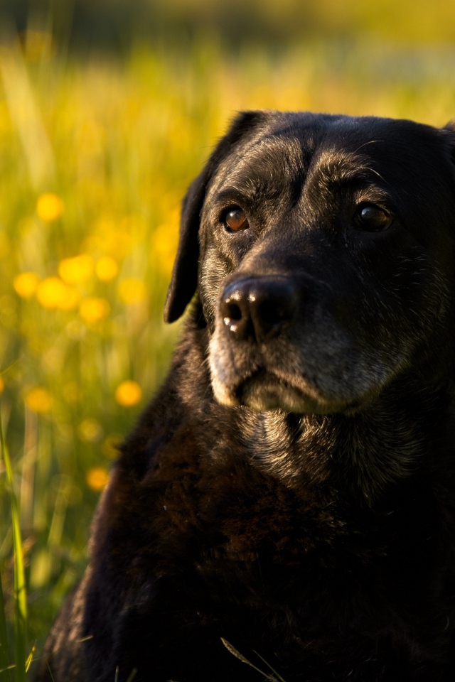 Большой черный лабрадор сидит в зеленой траве