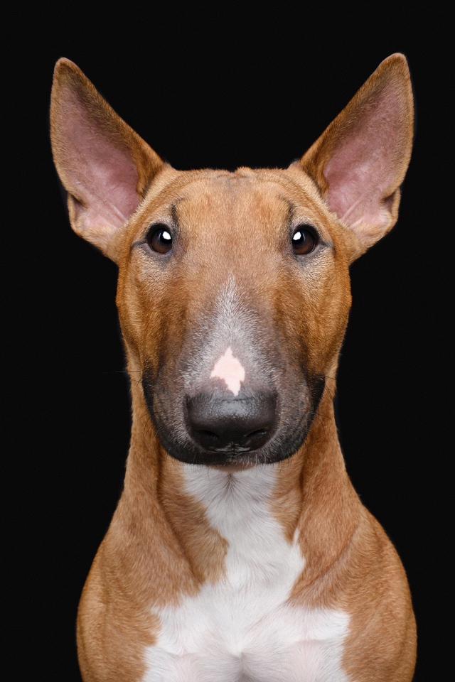 Большой бультерьер на черном фоне крупным планом