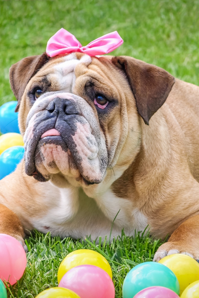 Большой бульдог с бантиком лежит на траве с шариками