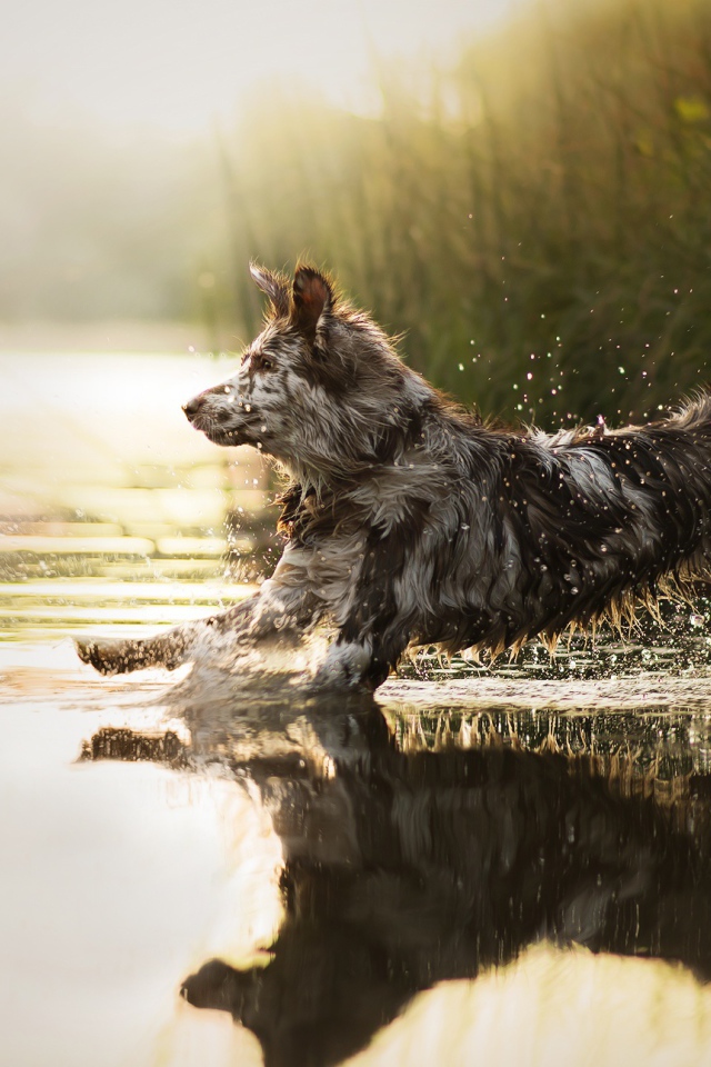 Большая собака бежит по воде 