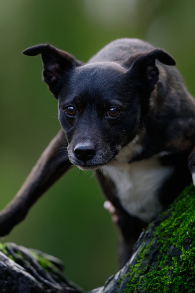 Черный пес залазит на дерево покрытое мхом