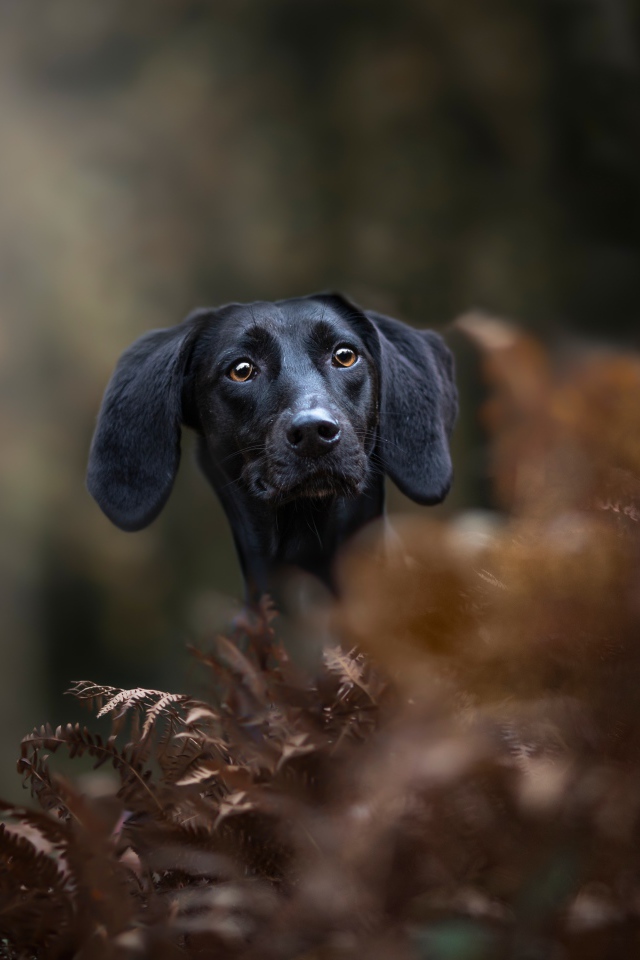 Черный пес прячется в листьях 