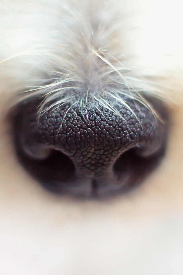 Черный нос собаки крупным планом