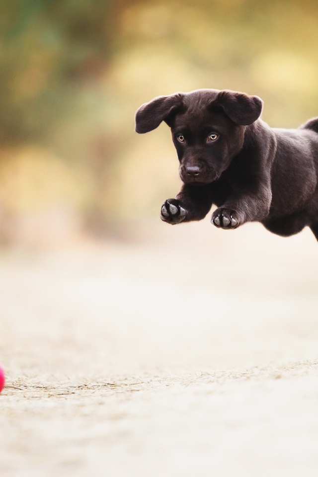 Черный забавный щенок играет с мячом