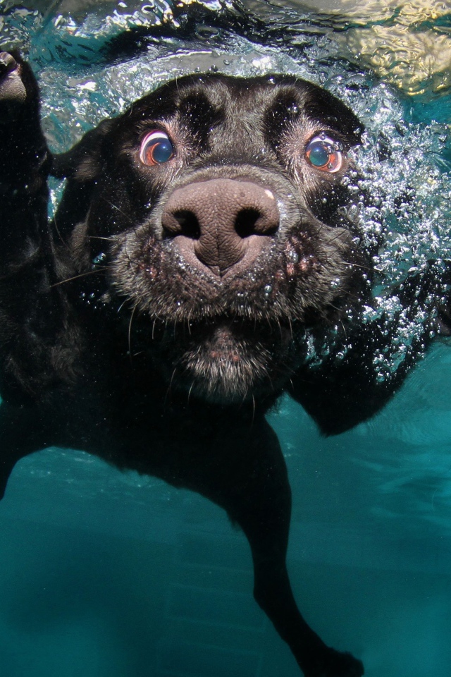 Черный золотистый ретривер плавает в воде 