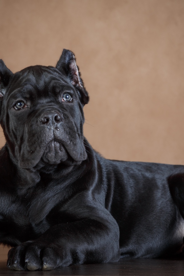 Черный щенок породы кане корсо 