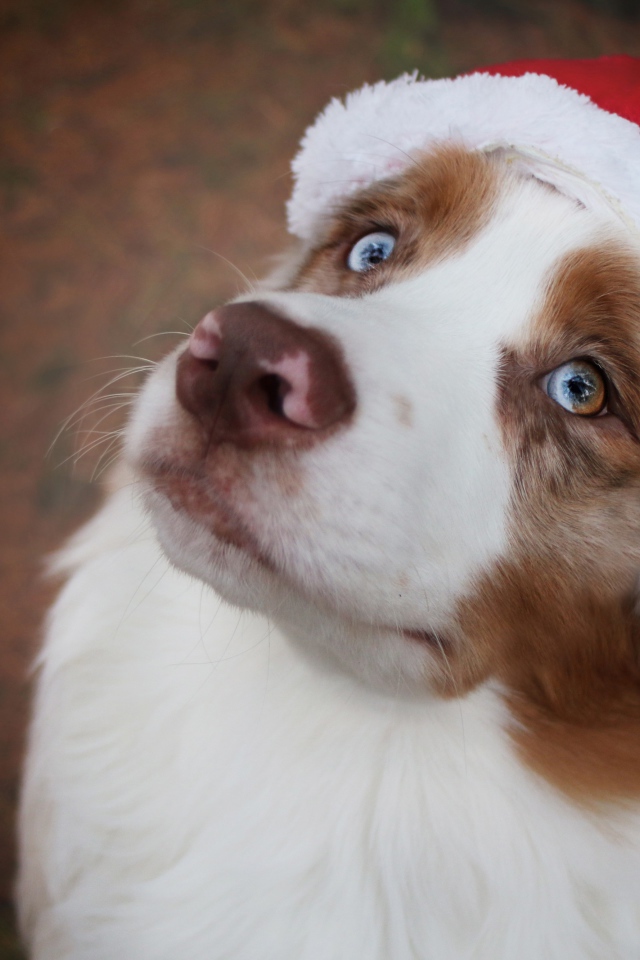 Голубоглазая австралийская овчарка в новогодней шапке 